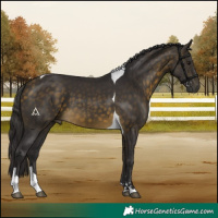 Horse Color:Buckskin Tobiano
