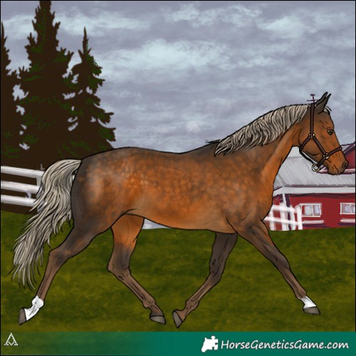 Horse Color:Chocolate Palomino 