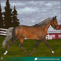 Horse Color:Chocolate Palomino 
