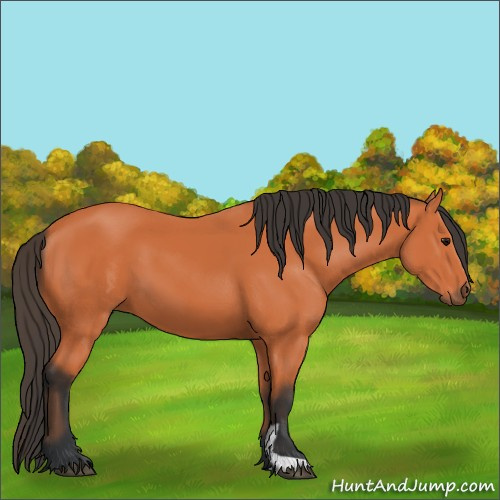 Horse Color:Bay 