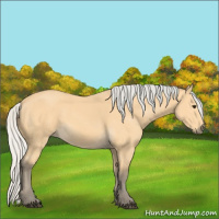 Horse Color:Silver Buckskin 