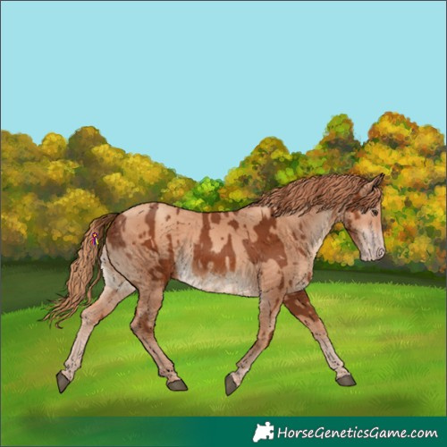 Horse Color:Chestnut  and Gold Champagne 