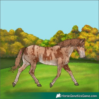 Horse Color:Chestnut  and Gold Champagne 