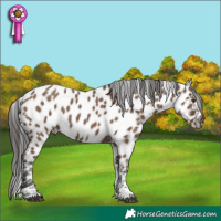 Horse Color:White Spotted Liver Red Dun Tobiano Appaloosa 