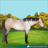 Horse Color:Gray Buckskin Roan Rabicano 