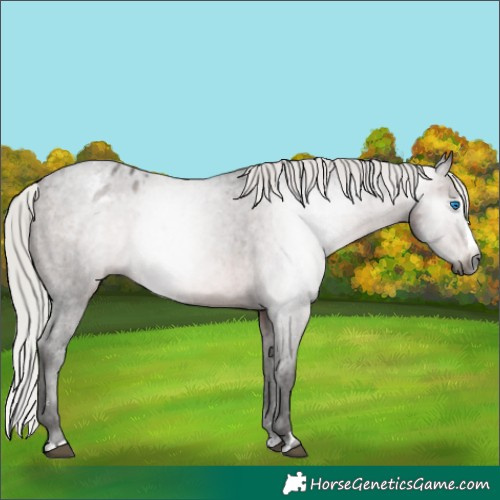 Horse Color:Gray Silver Brown Splash Varnish Rabicano