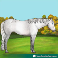 Horse Color:Gray Silver Brown Splash Varnish Rabicano 