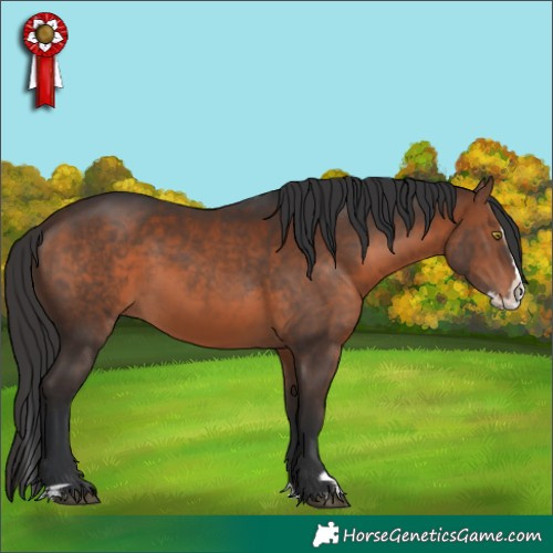 Horse Color:Brown Splash Rabicano