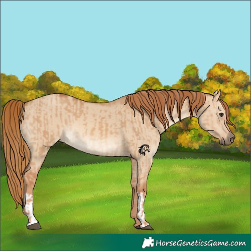 Horse Color:Red Dun  and Red Dun 
