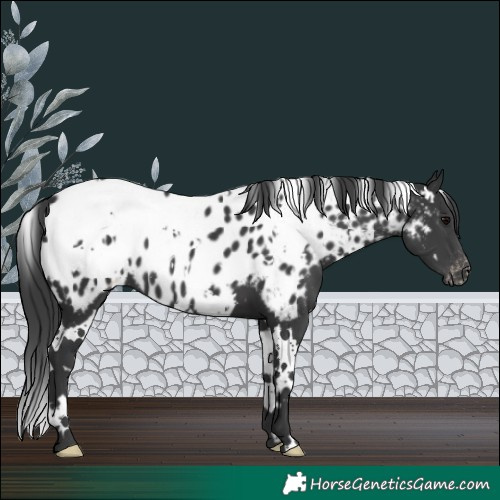Horse Color:White Spotted Black Near Leopard 