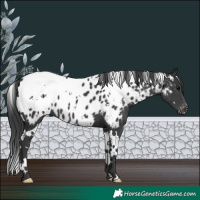 Horse Color:White Spotted Black Near Leopard 