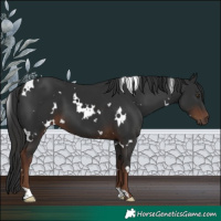 Horse Color:White Spotted Liver Chestnut