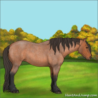 Horse Color:Unknown 