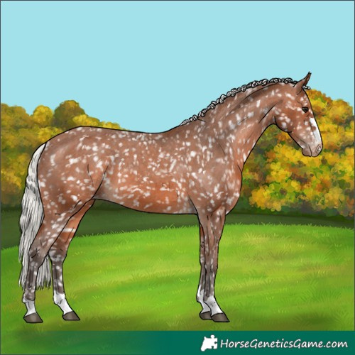 Horse Color:Silver Brown Appaloosa 