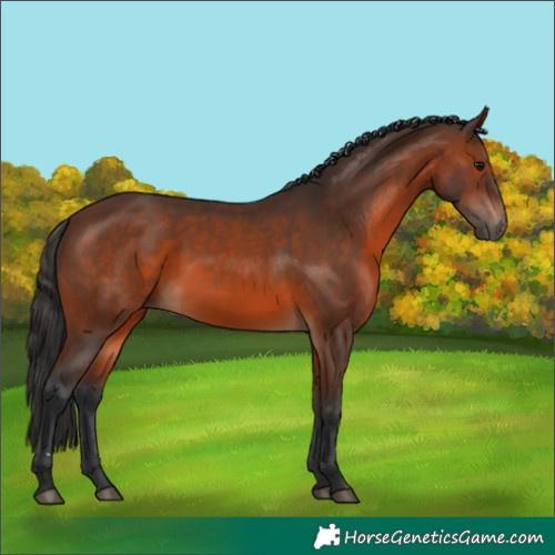 Horse Color:Brown 