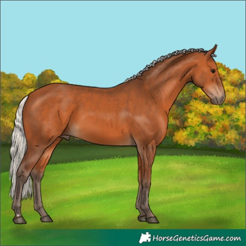 Horse Color:Silver Bay 