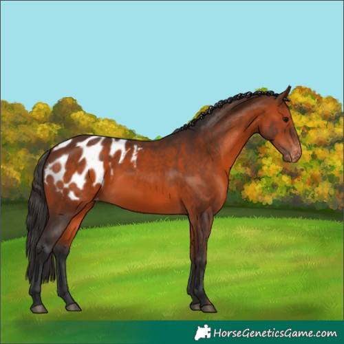 Horse Color:Bay Appaloosa 