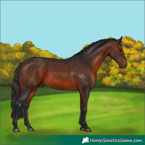 Horse Color:Brown 