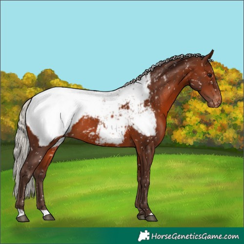 Horse Color:Silver Brown Appaloosa 