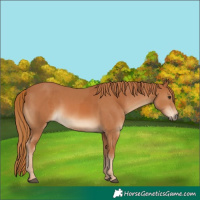 Horse Color:Chestnut  and Chestnut 