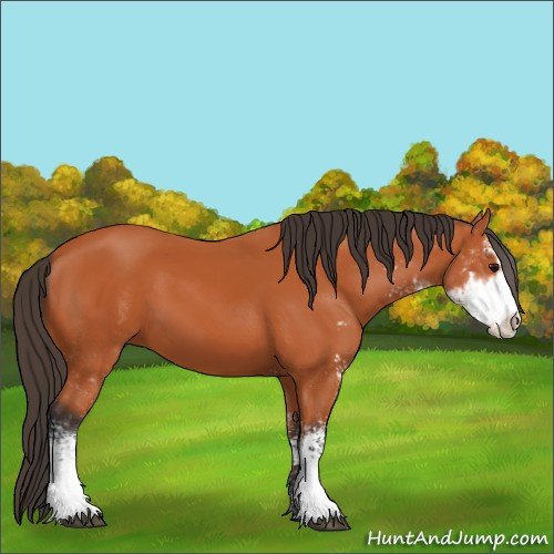 Horse Color:Unknown 