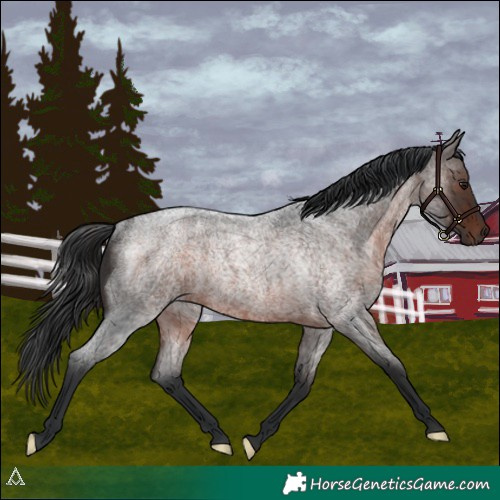 Horse Color:Brown Roan Rabicano 