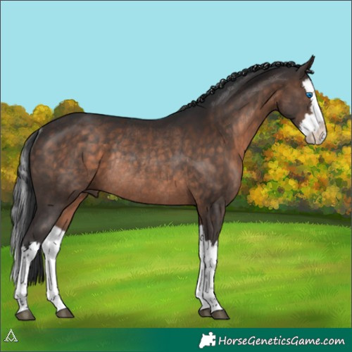 Horse Color:Brown Splash Rabicano 