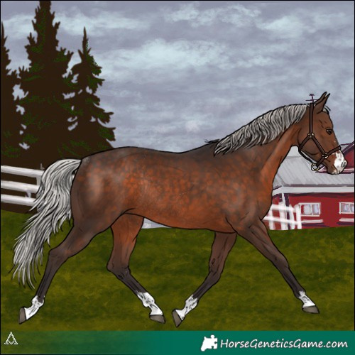 Horse Color:Silver Brown Rabicano 