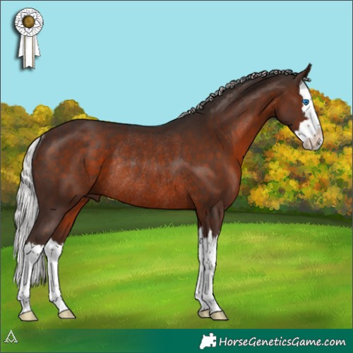 Horse Color:Silver Brown Splash Rabicano 