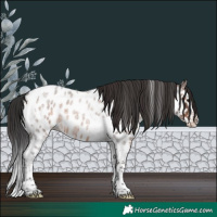 Horse Color:Brown Roan Splash Tobiano Appaloosa Rabicano