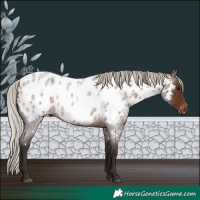 Horse Color:White Spotted Silver Brown Roan Appaloosa Rabicano 