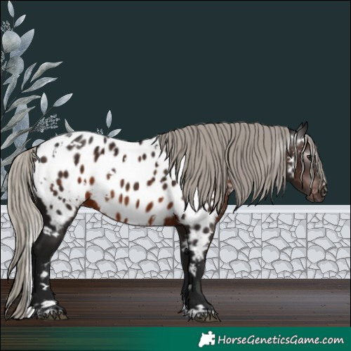 Horse Color:Gray White Spotted Silver Brown Near Leopard Rabicano