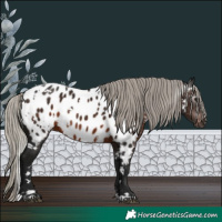Horse Color:Gray White Spotted Silver Brown Appaloosa Rabicano 