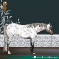 Horse Color:Gray White Spotted Silver Brown Roan Appaloosa Rabicano 