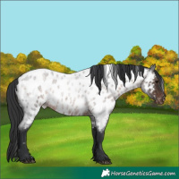 Horse Color:White Spotted Brown Roan Appaloosa Rabicano 