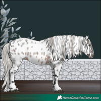 Horse Color:Gray White Spotted Silver Brown Roan Appaloosa Rabicano 