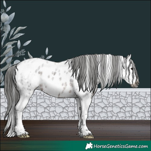 Horse Color:Gray White Spotted Brown Roan Splash Near Leopard Rabicano