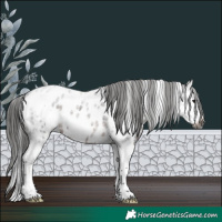 Horse Color:Gray White Spotted Brown Roan Splash Appaloosa Rabicano 