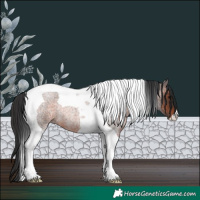 Horse Color:Brown Roan Tobiano Rabicano