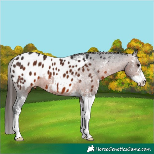 Horse Color:Brown Sabino Appaloosa 