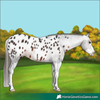 Horse Color:Brown Sabino Appaloosa 