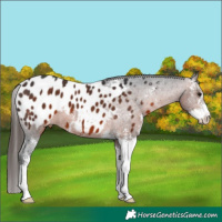 Horse Color:Brown Sabino Appaloosa