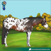 Horse Color:Brown Sabino Blanket
