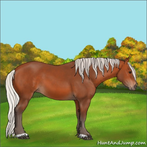 Horse Color:Unknown 