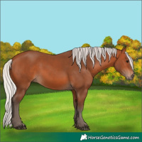 Horse Color:Silver Bay 