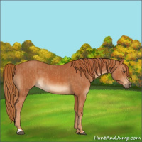 Horse Color:Chestnut  and Chestnut 