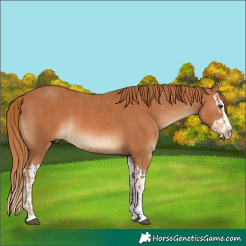 Horse Color:Chestnut  and Chestnut Splash 