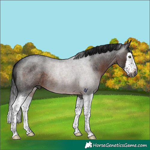 Horse Color:Gray Brown Roan Splash Rabicano 