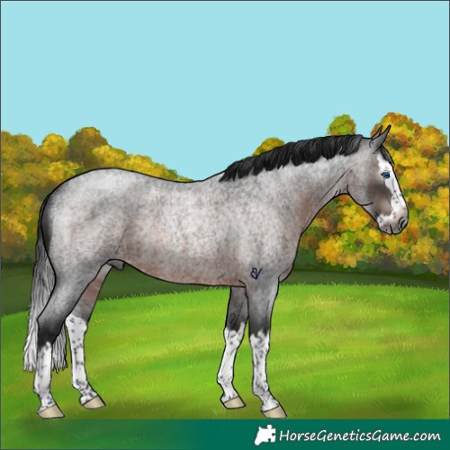 Horse Color:Gray Brown Roan Splash Rabicano 