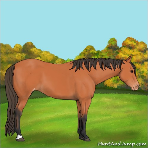 Horse Color:Bay Appaloosa